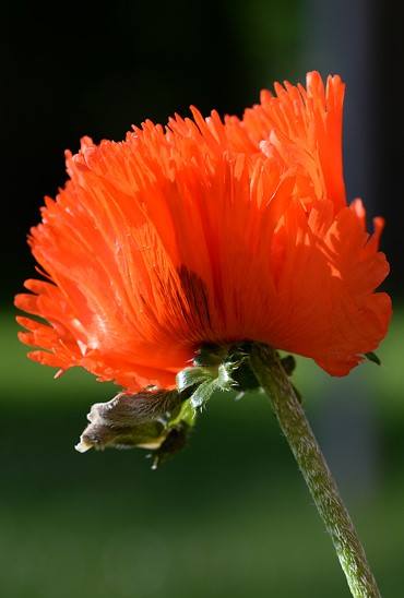 Mohn