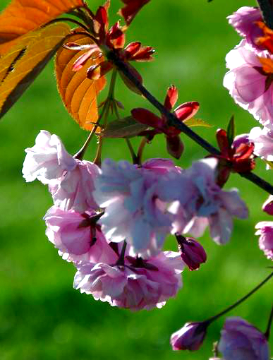 Blüten