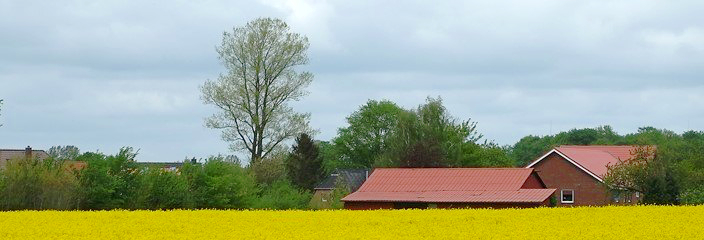 Rapsfeld