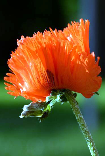 Mohn