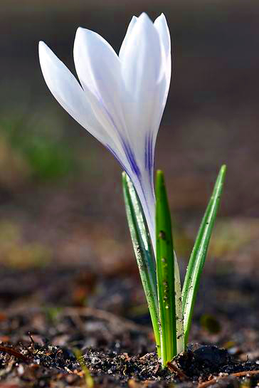 Krokus